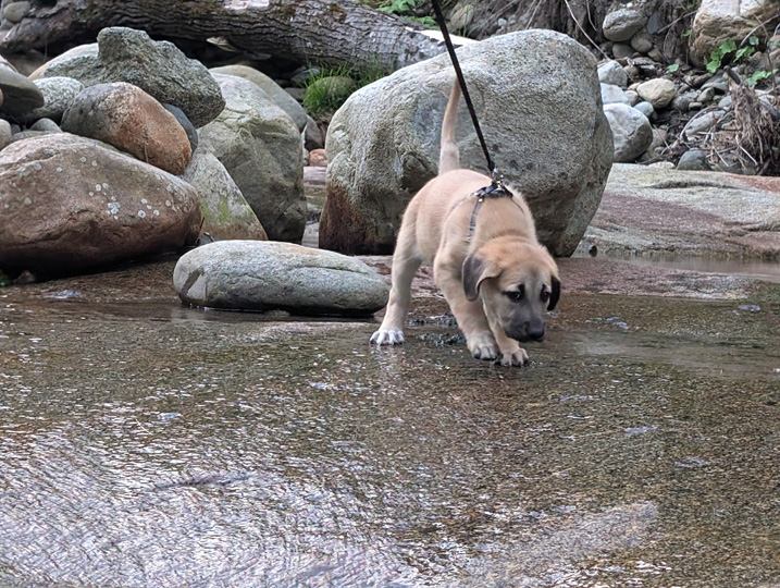 chinook dog